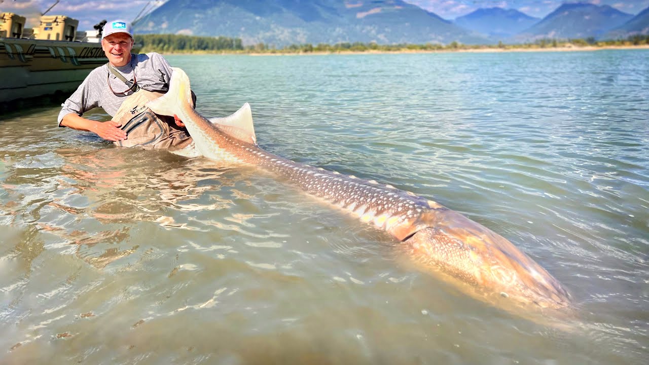 Riesige Störe angeln im natürlichen Fluss