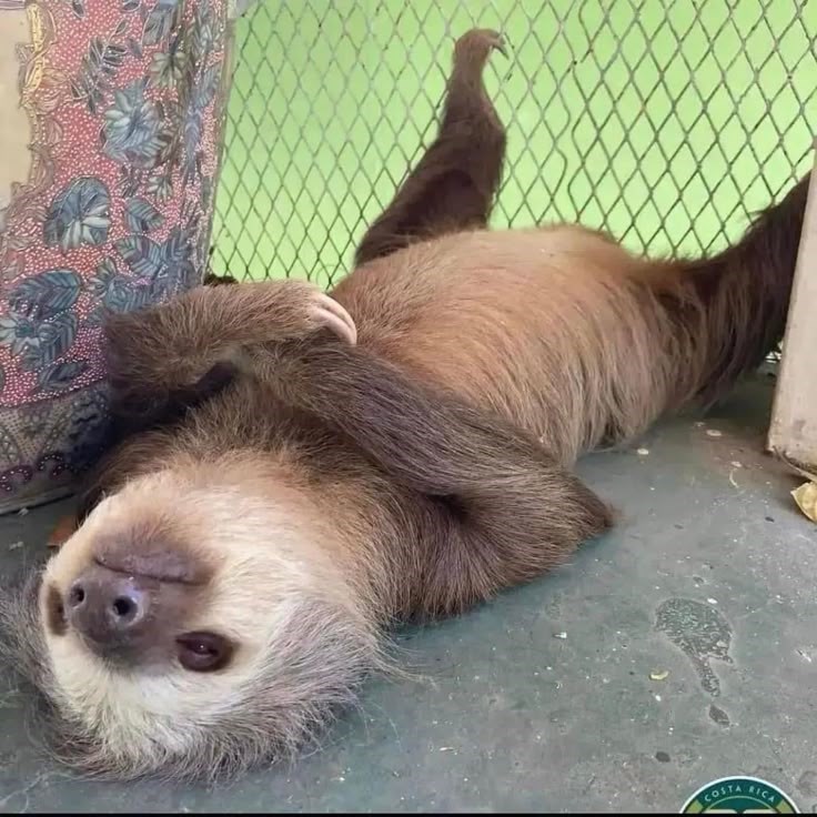 22 sluggishly splendid sloth pictures that prove slow and steady wins ...