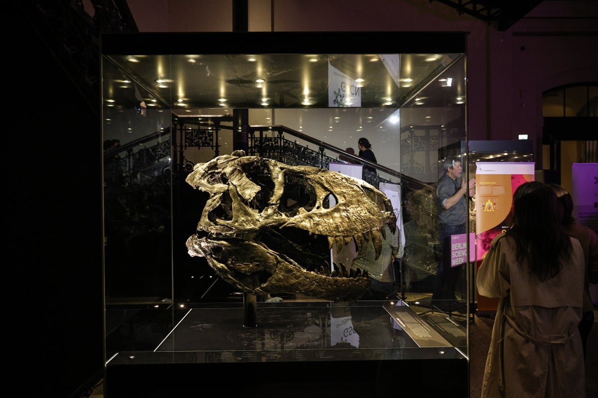 It took the T rex 40 years to reach its full size, study finds