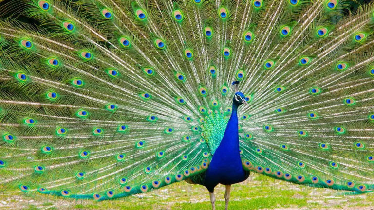 Birds that can regrow feathers: The science behind feather loss and ...