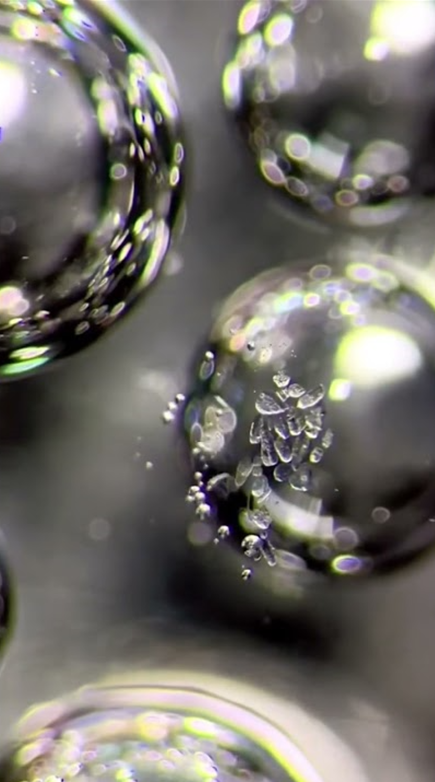 Vinegar + bicarbonate vs bacteria under the microscope