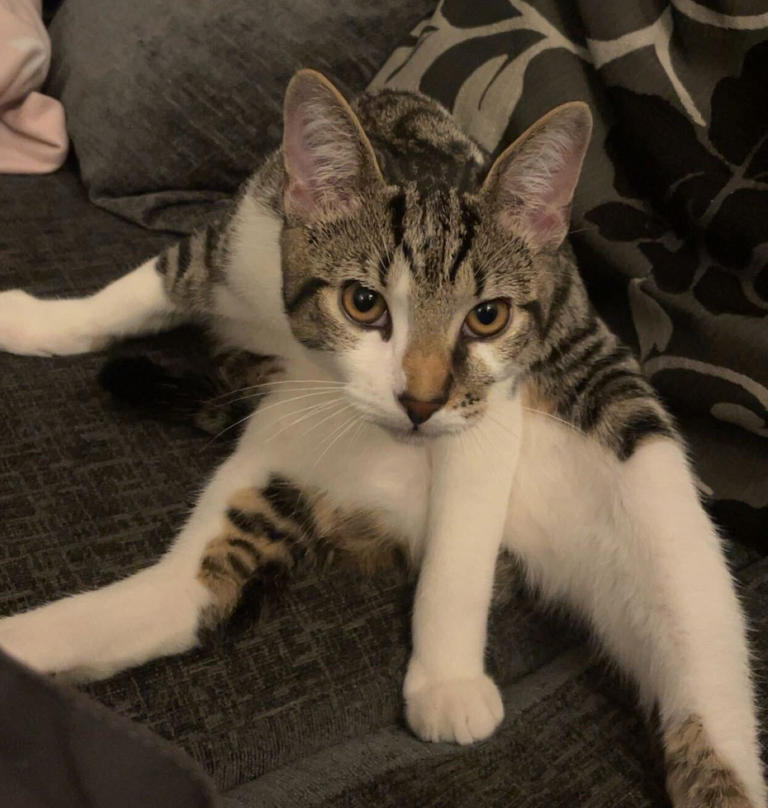 Meet the cat dads breaking stereotypes