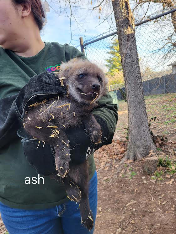 Springfield zoo finds maned wolf pups born in November are all boys
