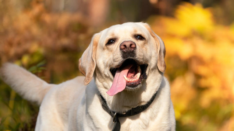 Labrador retriever hears K-pop and immediately starts dancing