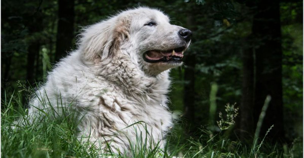 Stop expecting obedience – 10 breeds bred to think first