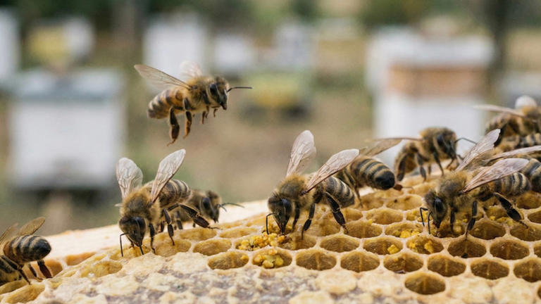Recreación de unas abejas sobre un panal.