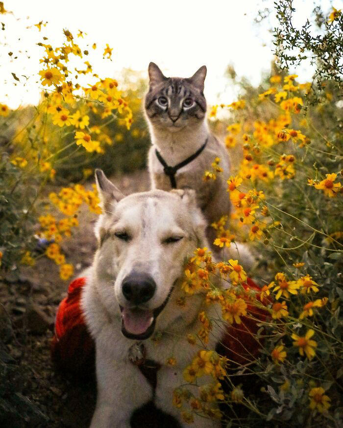 21 photos of a cat and dog duo traveling the world together