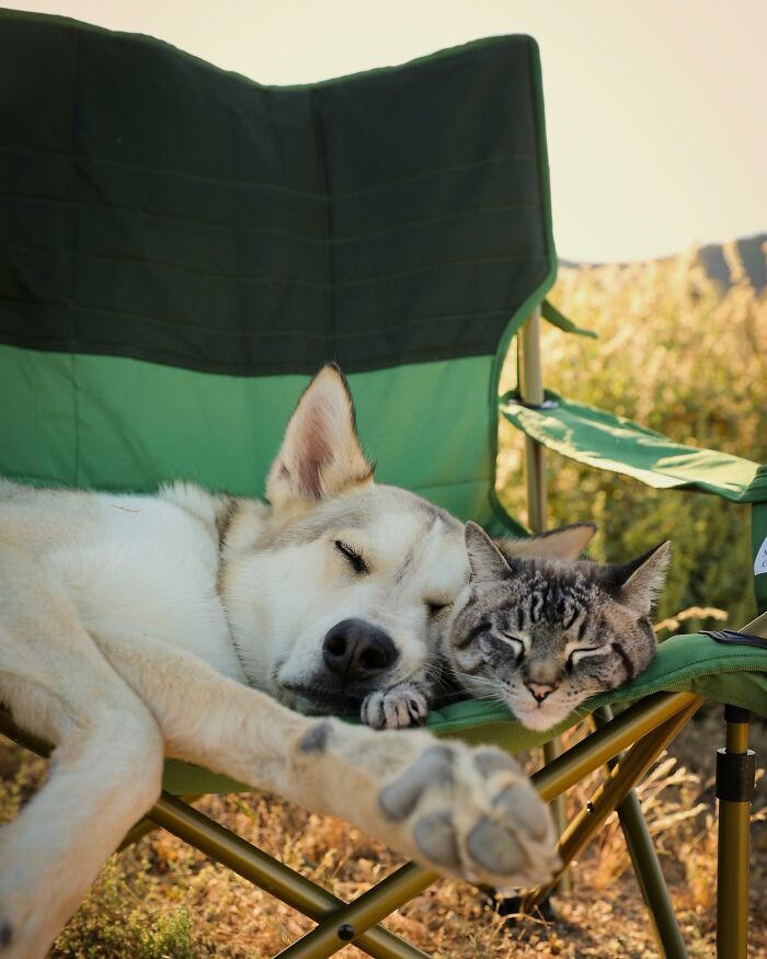 21 photos of a cat and dog duo traveling the world together