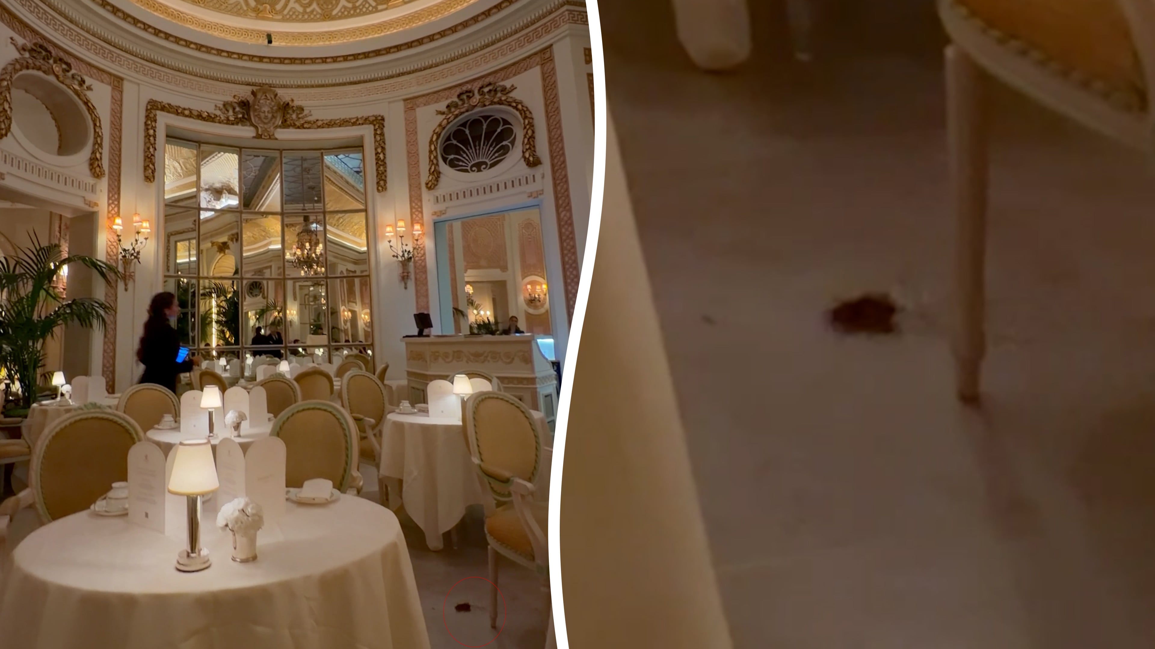 Real-life Ratatouille moment as mouse spotted at the Ritz London