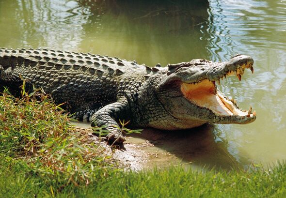 Horror as crocodile devours model in 'historic' attack