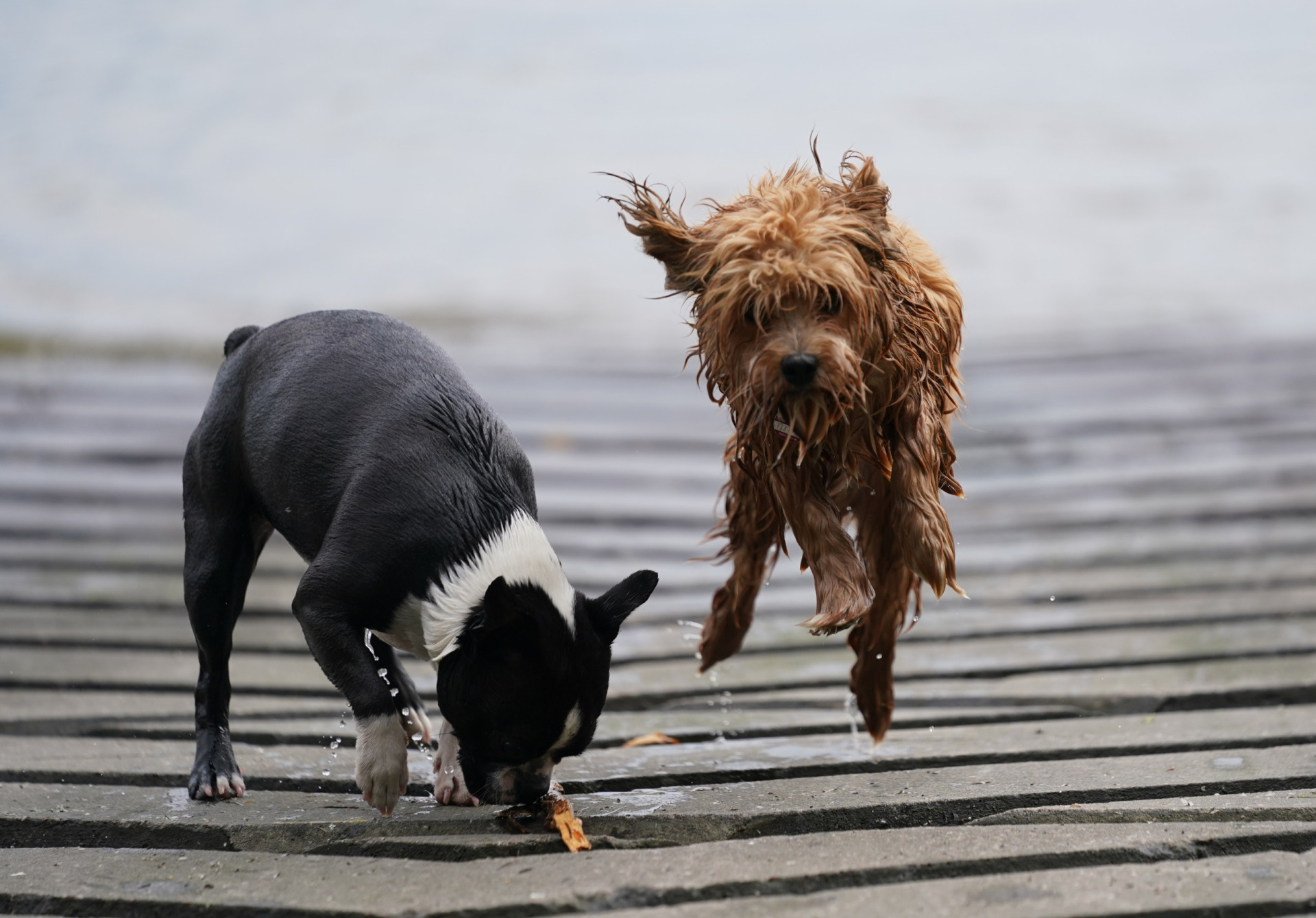 Mærkelige hundeadfærd: Hvad er det, din hund forsøger at fortælle dig?