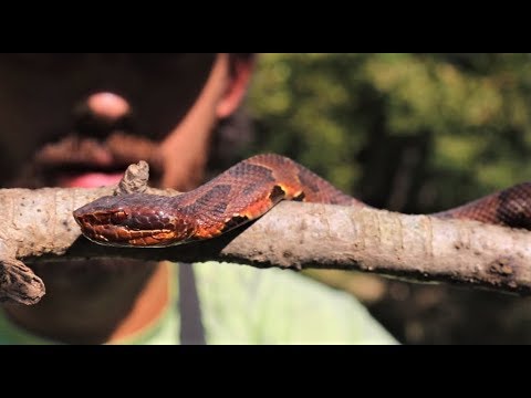 Cottonmouth nearly stepped on while wade fishing