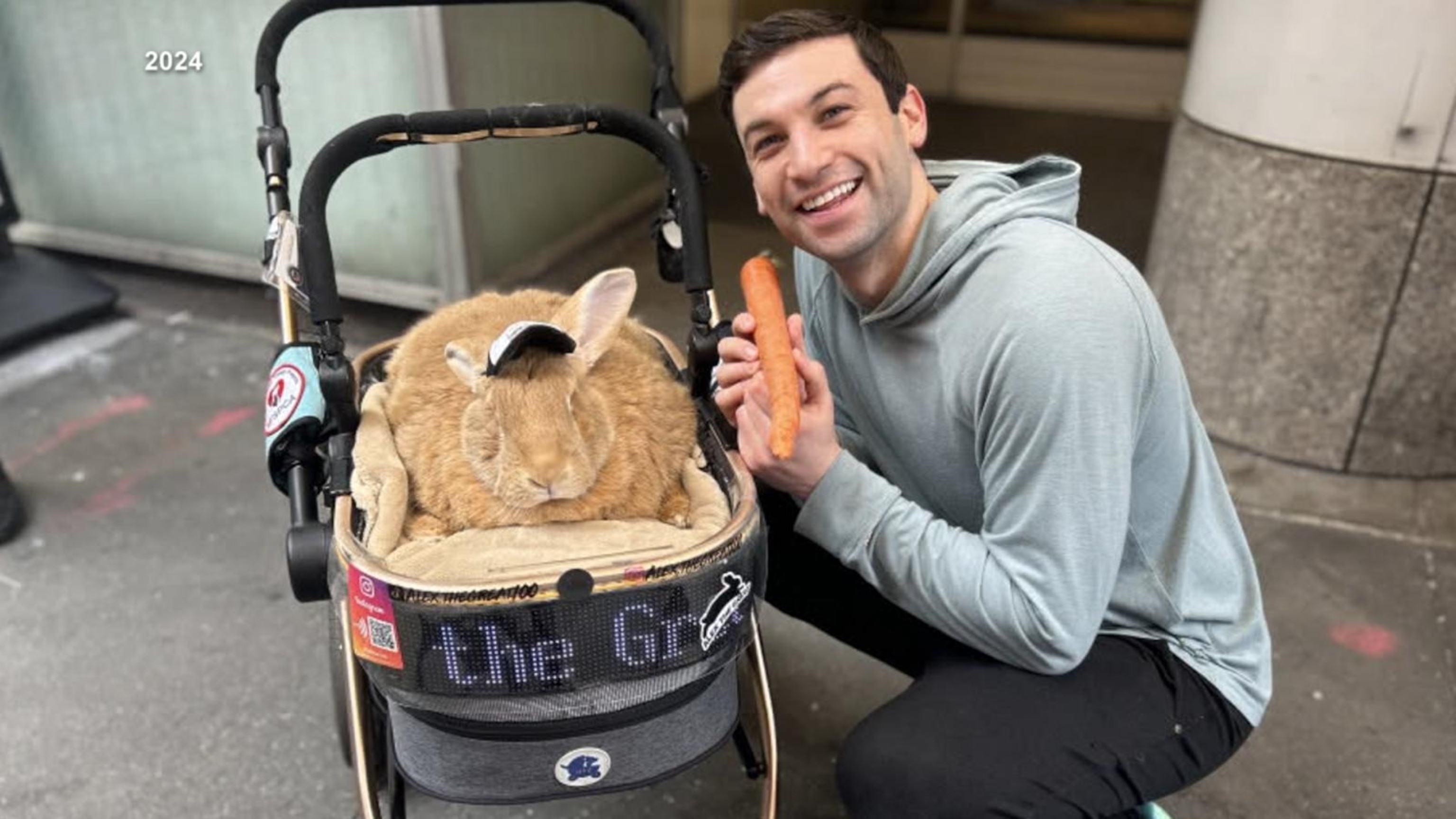 Have a drink and adopt a rabbit at Bunny Cafe