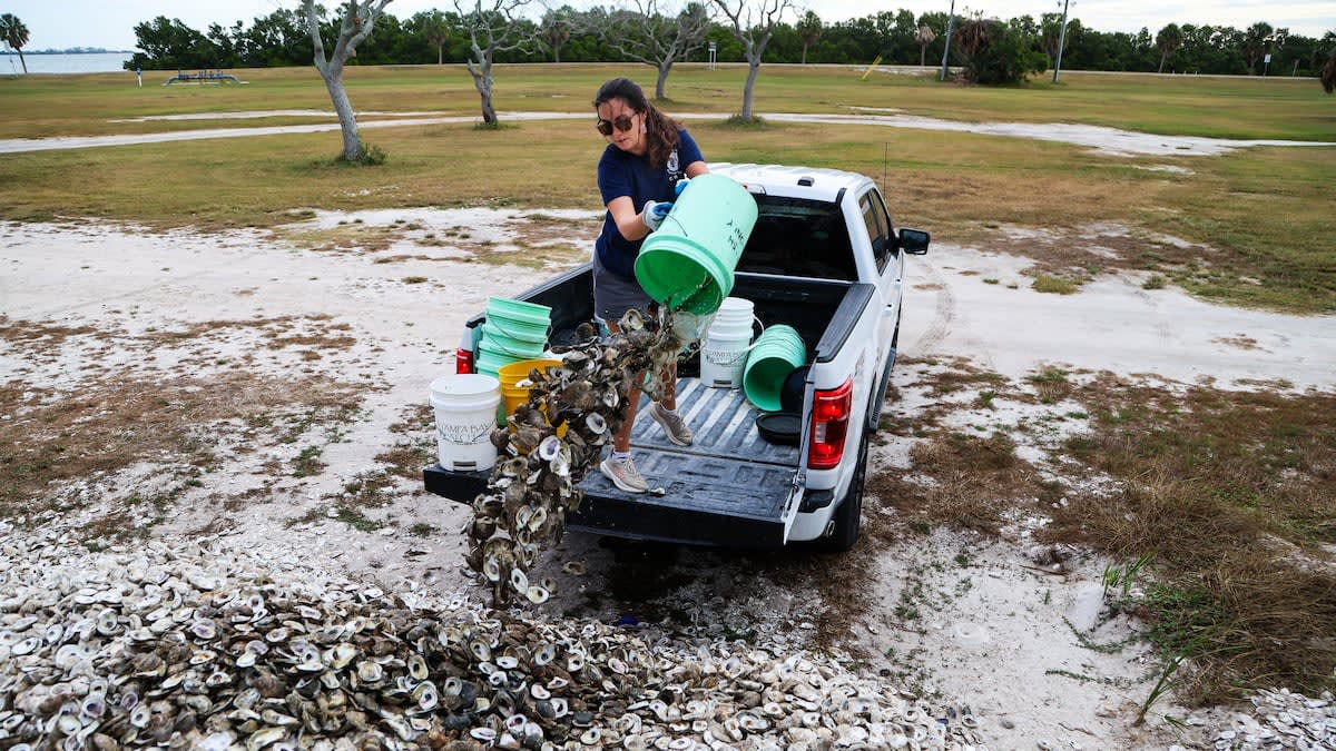 Hungry for oysters? Your discarded shells can help restore Tampa Bay reefs