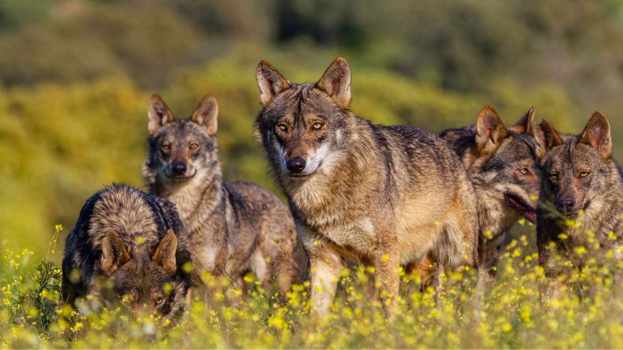 11 US states where wolf populations are growing quickly
