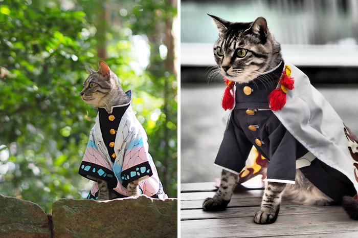 Cat cosplay: 35 anime-inspired costumes for cats