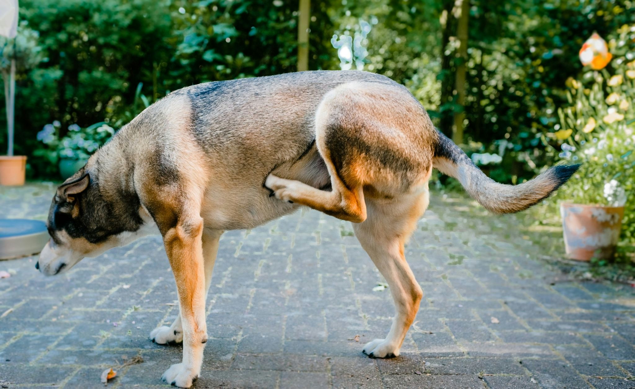 Sitemapcdatahttpwuskniqoocomwunderbar Hund Juckt Sich Bildnull
