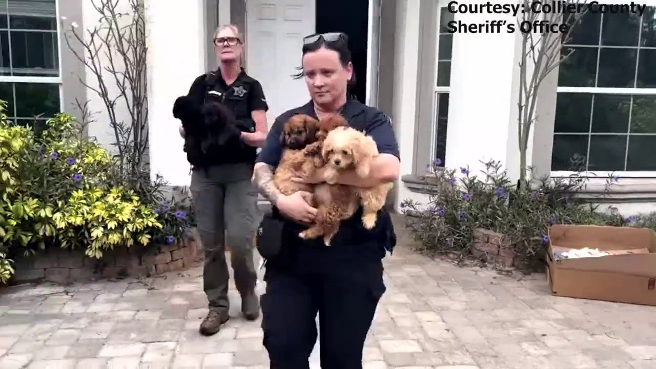 Dozens of neglected dogs removed from Florida home