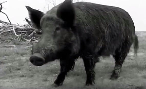 When pig hunters fly: Florida fights feral hogs with air support