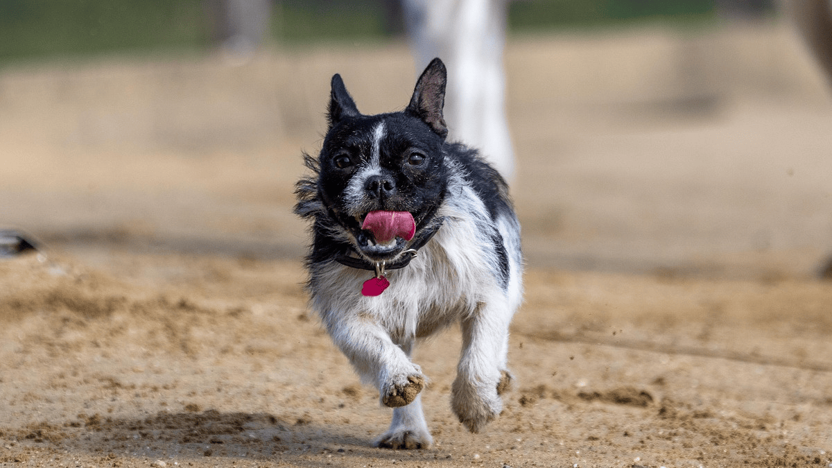 7 datos incómodos sobre los perros que deberías conocer