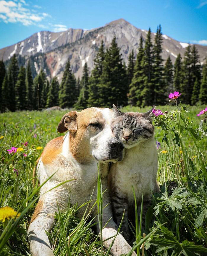 21 photos of a cat and dog duo traveling the world together