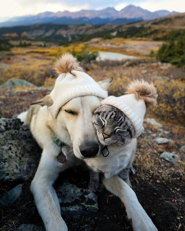 21 photos of a cat and dog duo traveling the world together