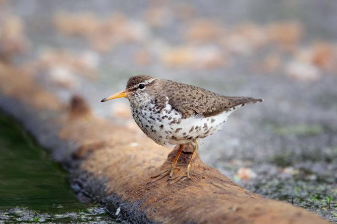 How to identify a spotted sandpiper