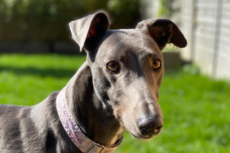 Healthy dogs 2026: Here are the 12 healthiest breeds of adorable dog ...