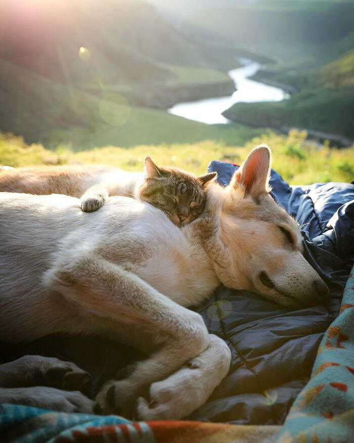 21 photos of a cat and dog duo traveling the world together