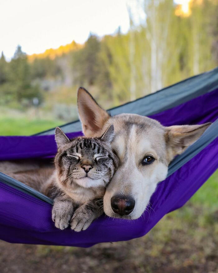 21 photos of a cat and dog duo traveling the world together