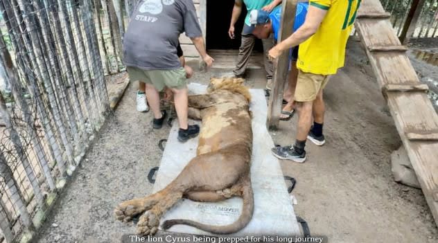 Rescued lions complete historic trek from Honduras to US sanctuary