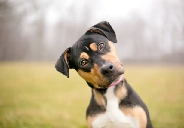 Cães inteligentes aprendem palavras apenas ouvindo conversas, diz estudo