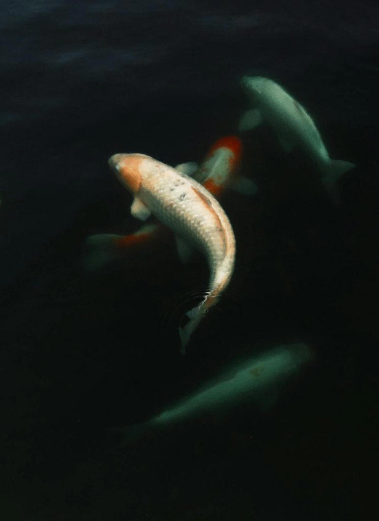 New research warns fish being killed off by pesticides