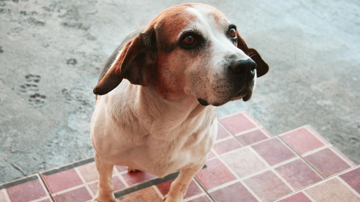 7 datos incómodos sobre los perros que deberías conocer