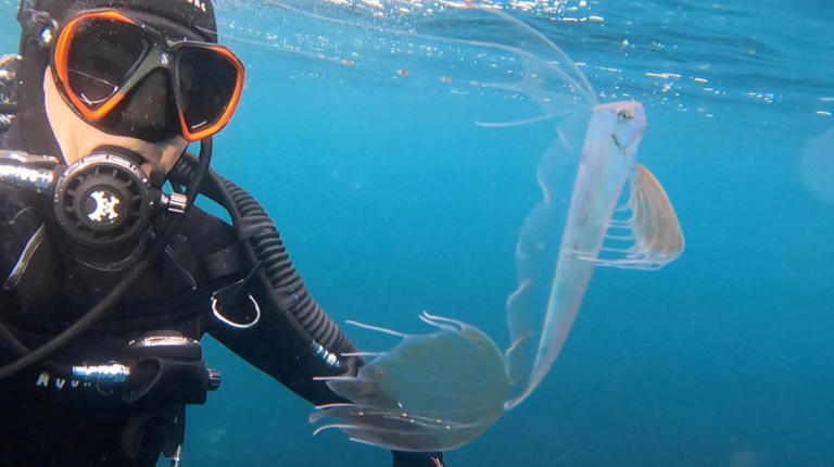 Photos: Rare, deep-sea fish encounter in Monterey Bay