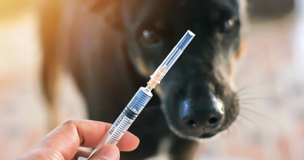 Người đàn ông tử vong sau 4 tháng bị chó cắn