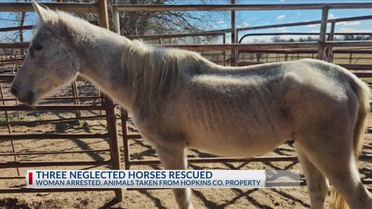 3 neglected horses rescued by SPCA in Northeast Texas operation, arrest ...