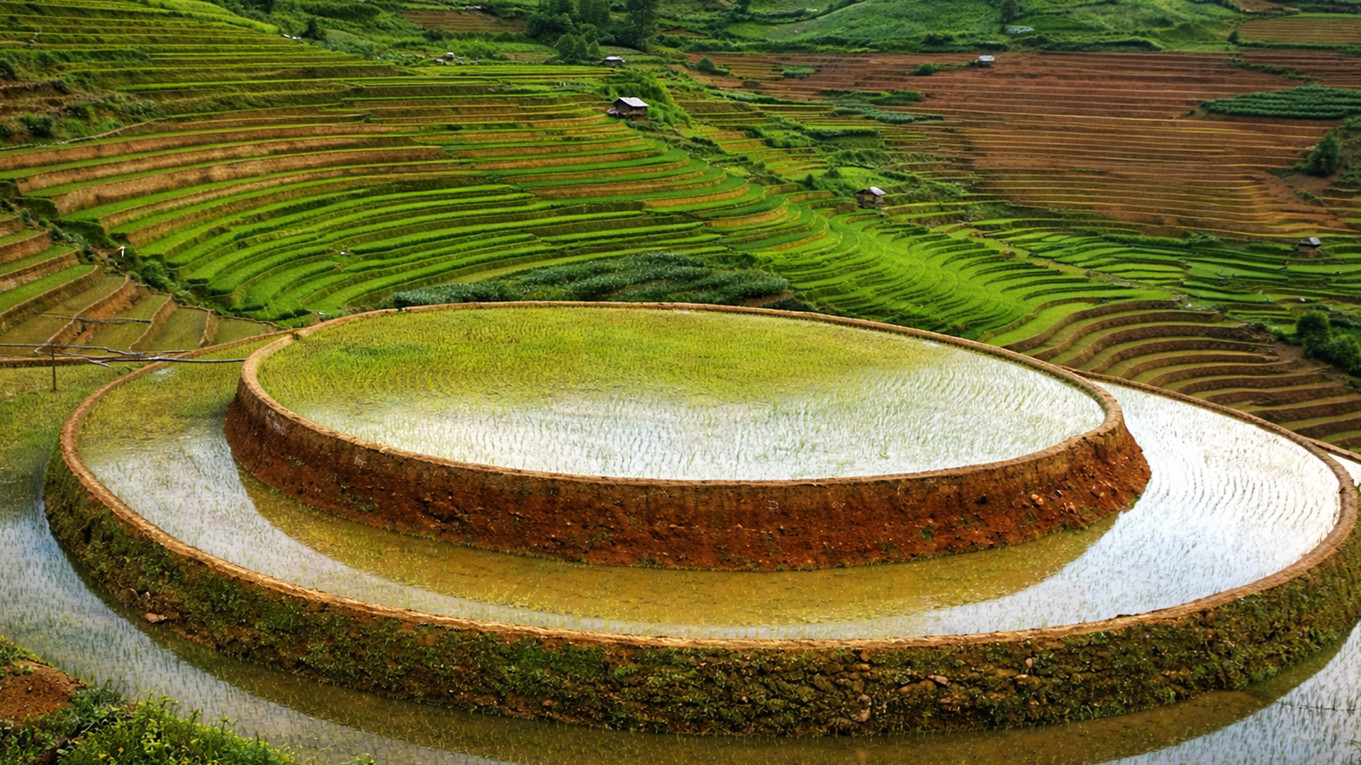 Have you seen a rice field like this?