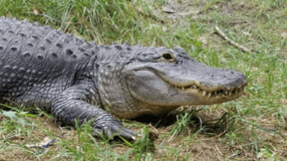 Oklahoma senator files bill to let people own alligators, no permit needed