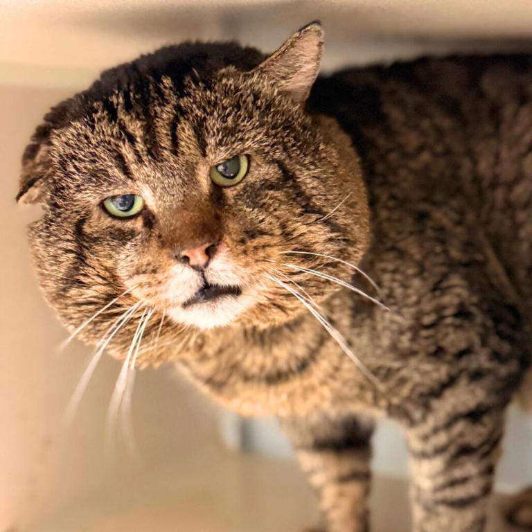Shelter staff stunned when stray cat with 'jowls of a mob boss' only wants  love