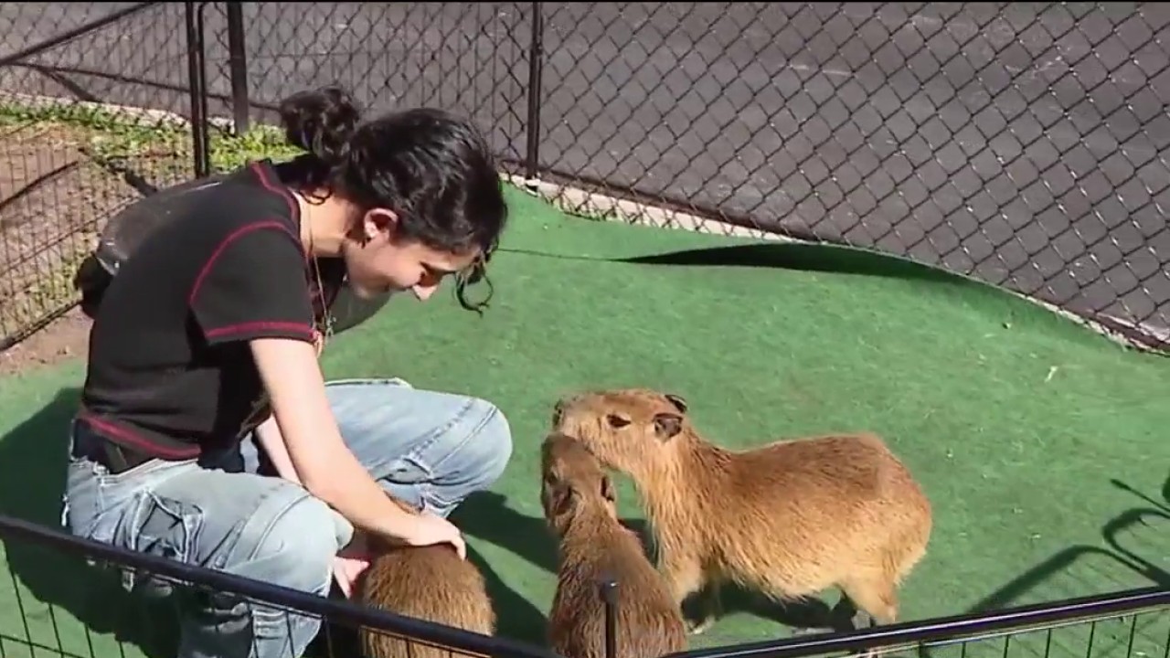 Immersive capybara experience in the Bay Area