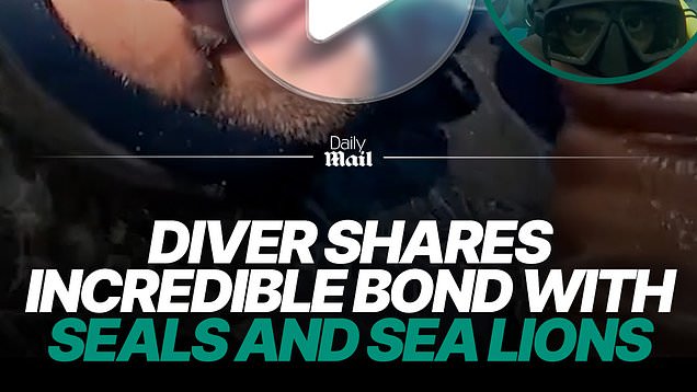 Diver forms close bond with seals and sea lions