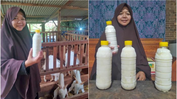Susu Kambing Etawa Sabiluna: Pendorong Ekonomi dan Penjaga Kesehatan Santri