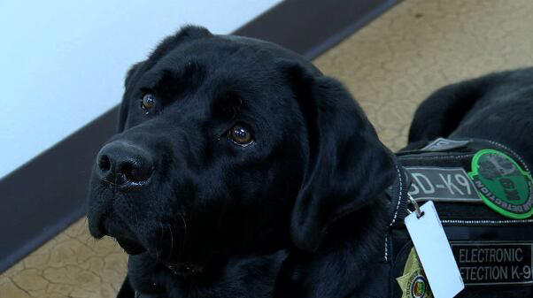 Alabama K-9 trained to find criminal electronic devices to help the ...