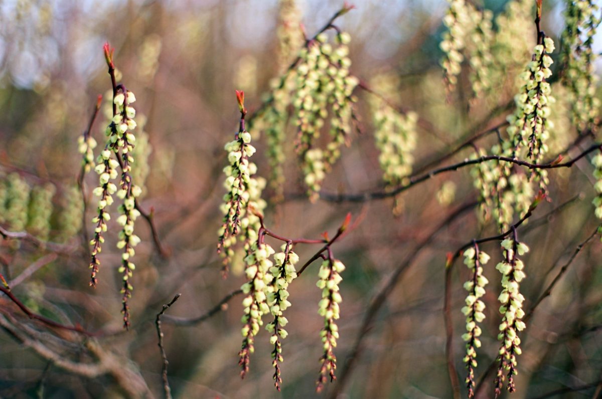 The best winter-flowering wall plants to buy for your garden now
