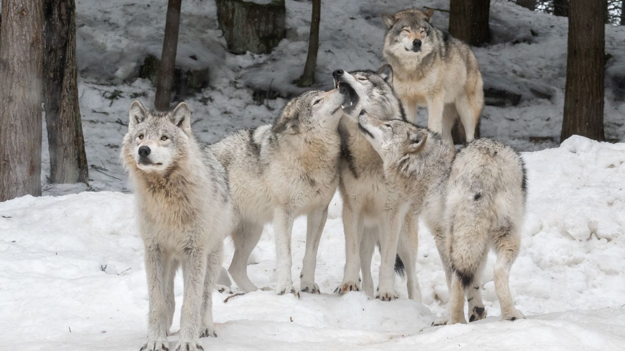 14 states where wolves are making a real comeback