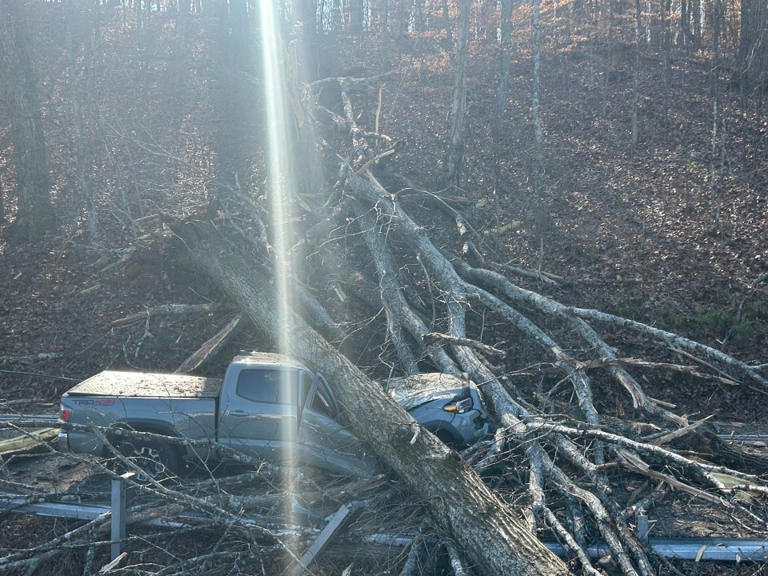 Driver escapes unharmed after tree falls on truck in West Knox County
