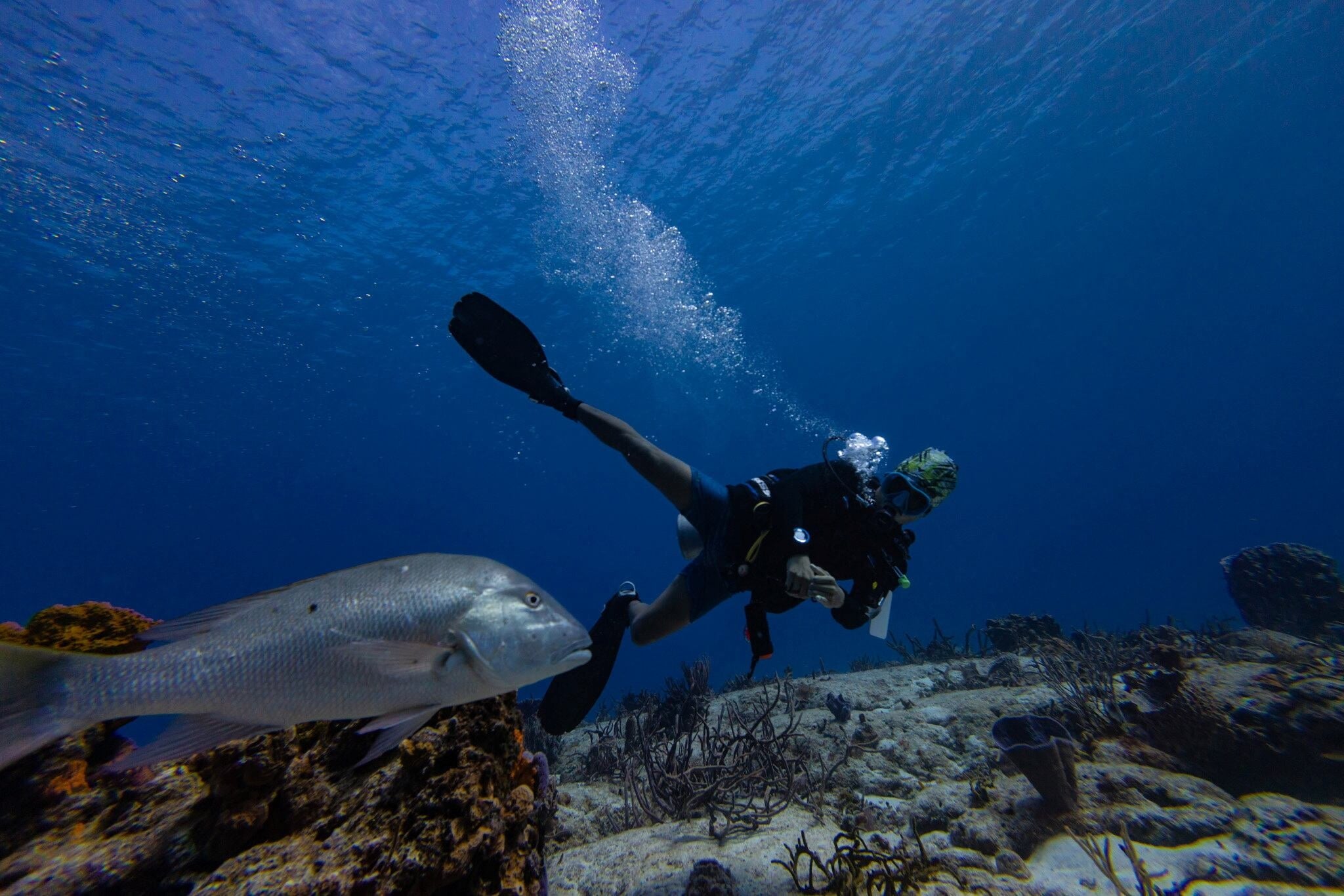 UN biodiversity treaty enters into force, targets 30% ocean protection ...