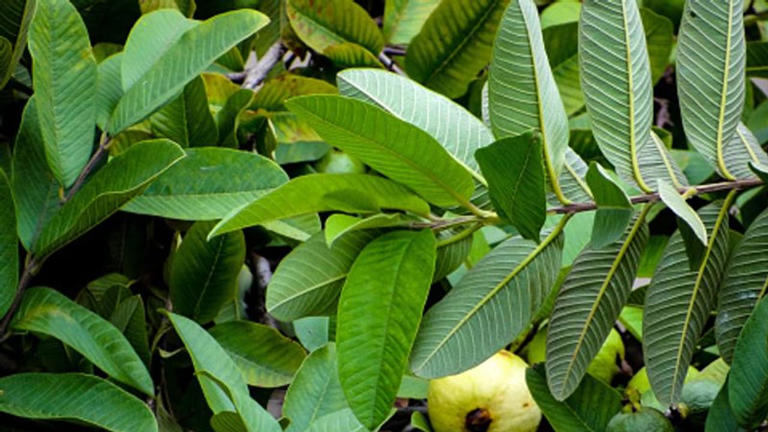 Guava leaves: జామ ఆకులు తింటే నిజంగానే షుగర్ తగ్గుతుందా? డాక్టర్లు ఏం ...