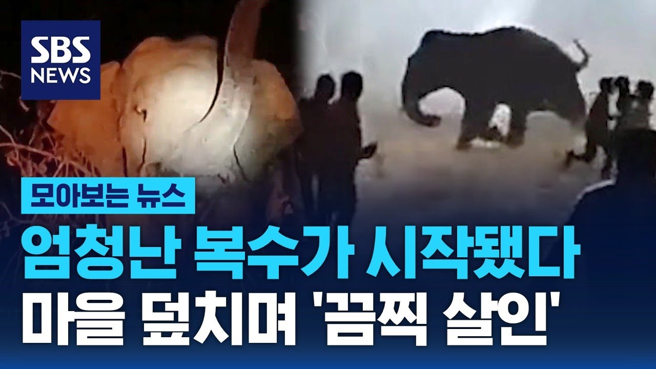 이런 적 없어 전문가도 깜짝…마을 덮치며 끔찍 살인 / SBS / 모아보는 뉴스 | Watch
